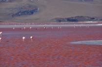 Flamingos se alimentam nas águas vermelhas da Laguna Colorada, no sudoeste da Bolívia